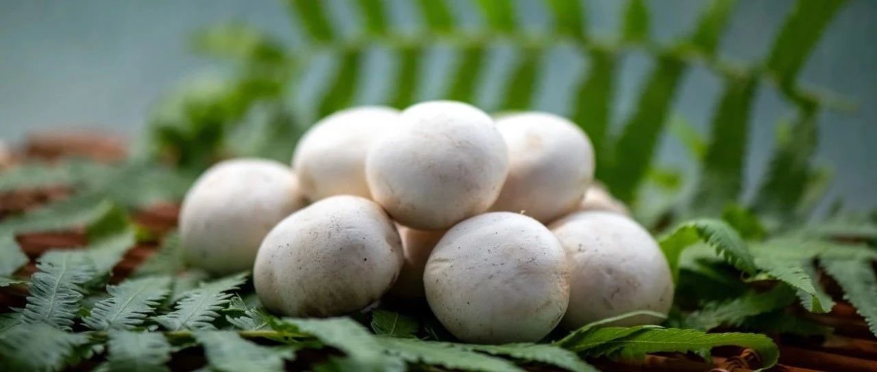 一顆白蘑菇年銷5億的“財(cái)富密碼”！江蘇裕灌9月亮相SIAL西雅展